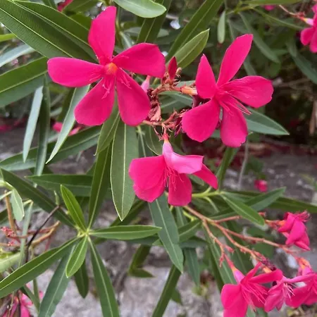 Panorama Mare E Monti
