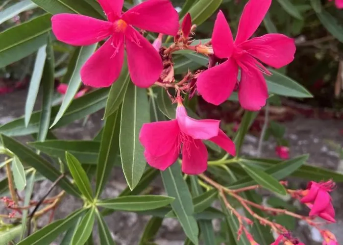 Panorama Mare E Monti